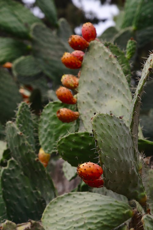 Close-up of a Fig Opuntia with Fruit