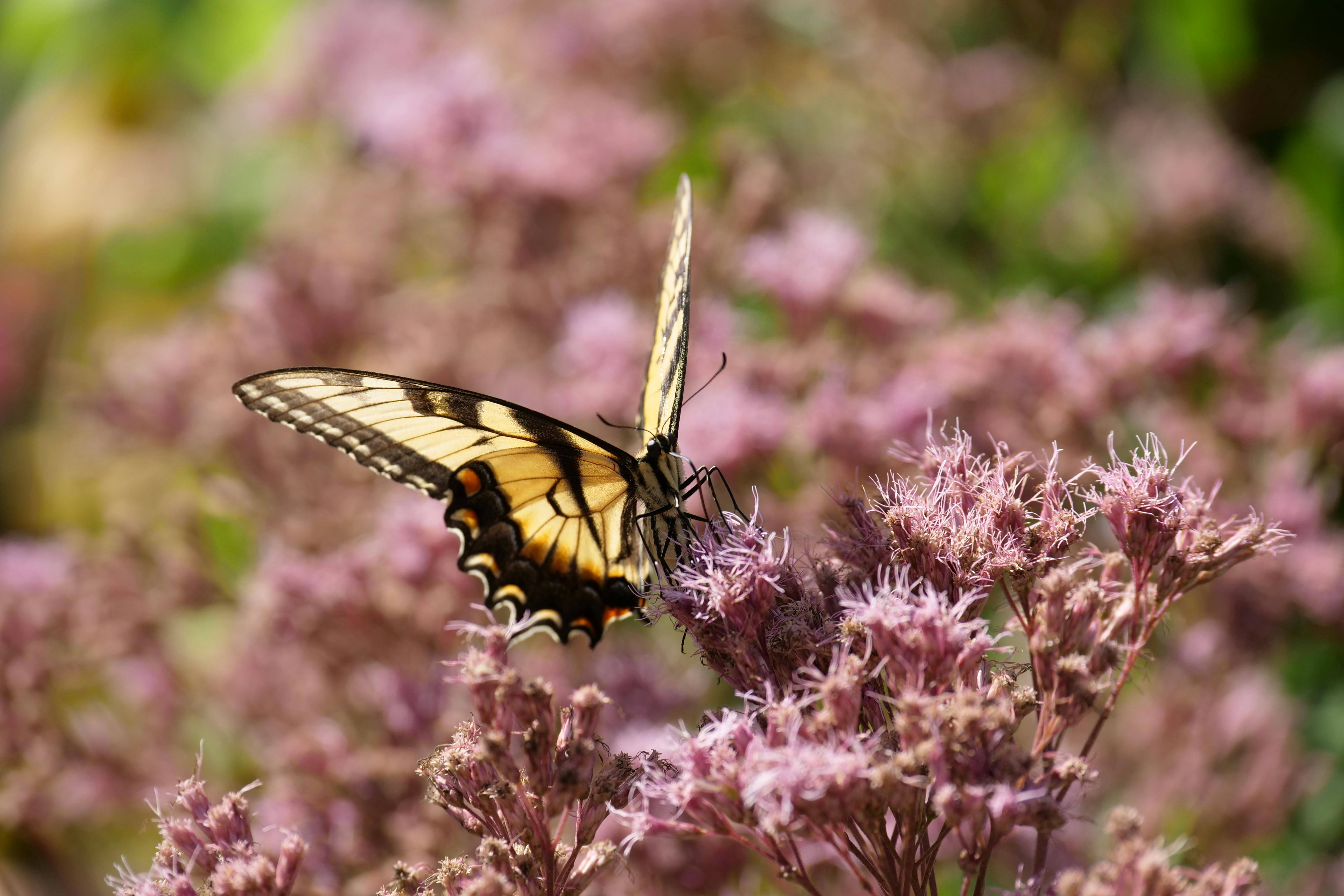 Joe-Pye weed with swallowtail butterfly