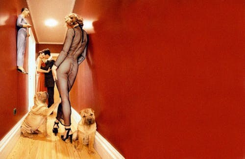 Imagine de stoc gratuită din câini, editorial fashion, femeie