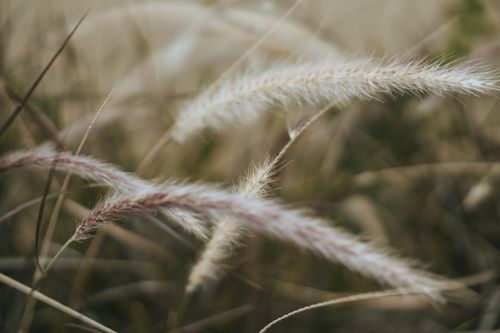 Free Delicate close-up of fluffy grass blades swaying in a summer field. Stock Photo