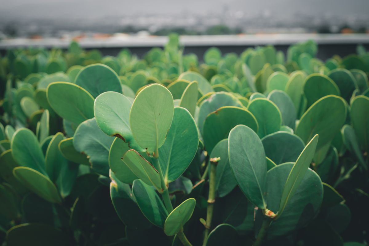 Green leaves symbolizing sustainability