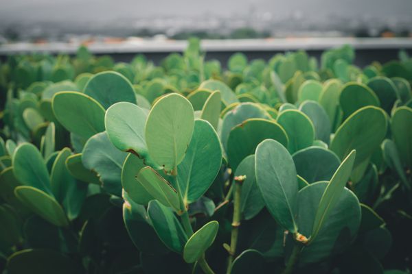 Green leaves symbolizing sustainability