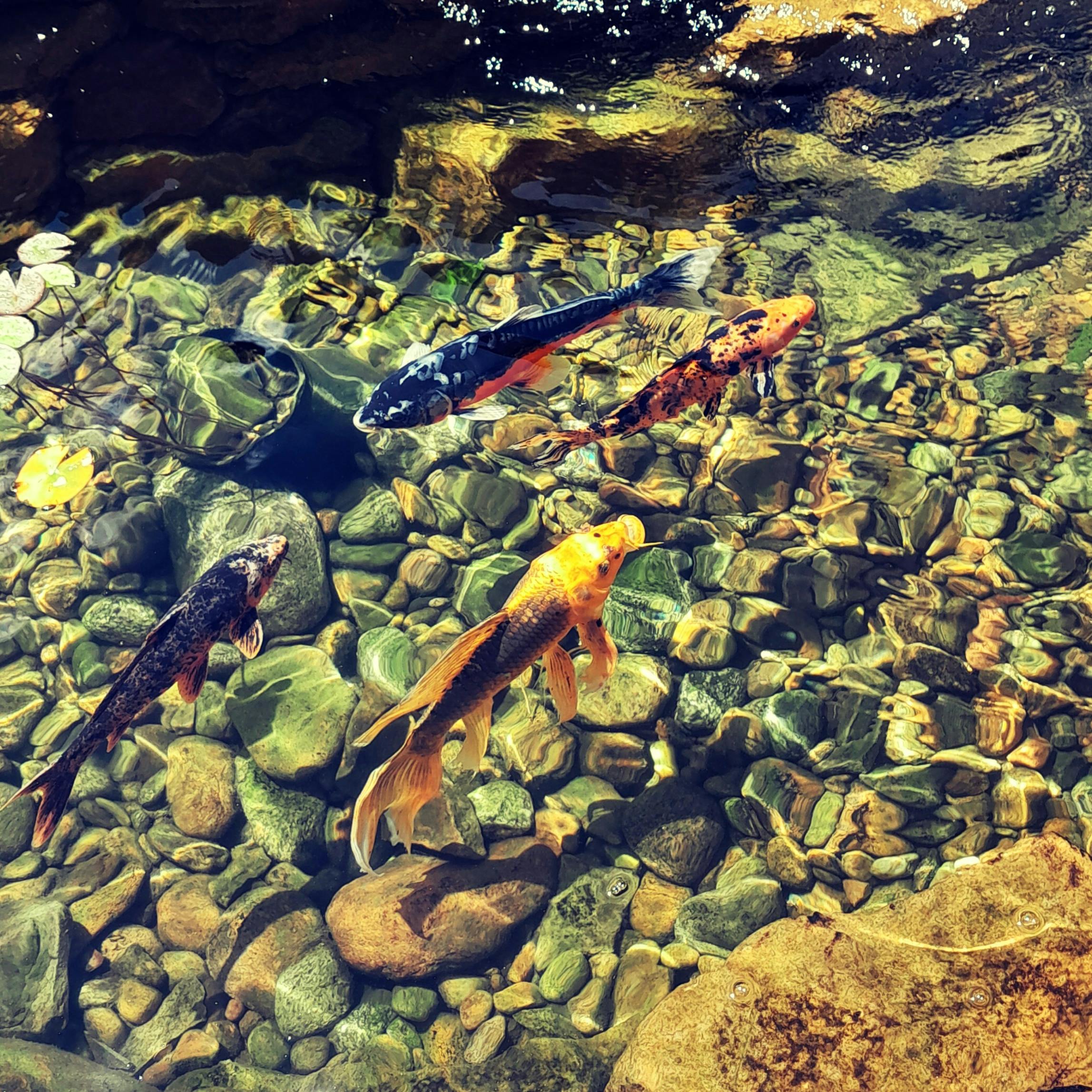 A Backyard Fish Pond