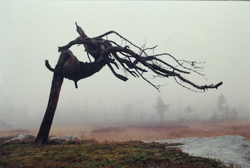 Dry, Broken Tree without Leaves on a Foggy Field 