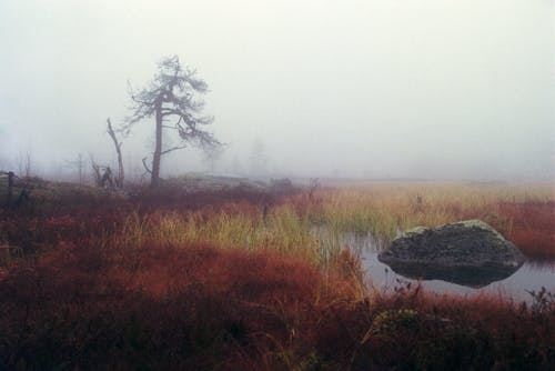 Lake in Wasteland in Fog