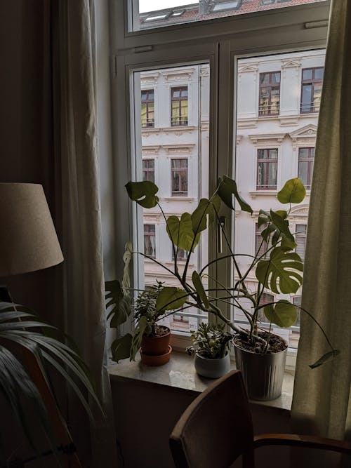 垂直拍摄, 室內植物, 家 的 免费素材图片