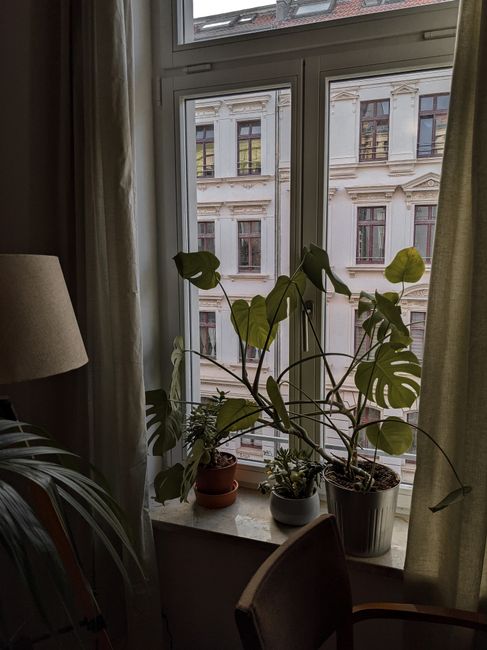Indoor plants on a windowsill overlooking Leipzig's architecture, creating a cozy vibe.