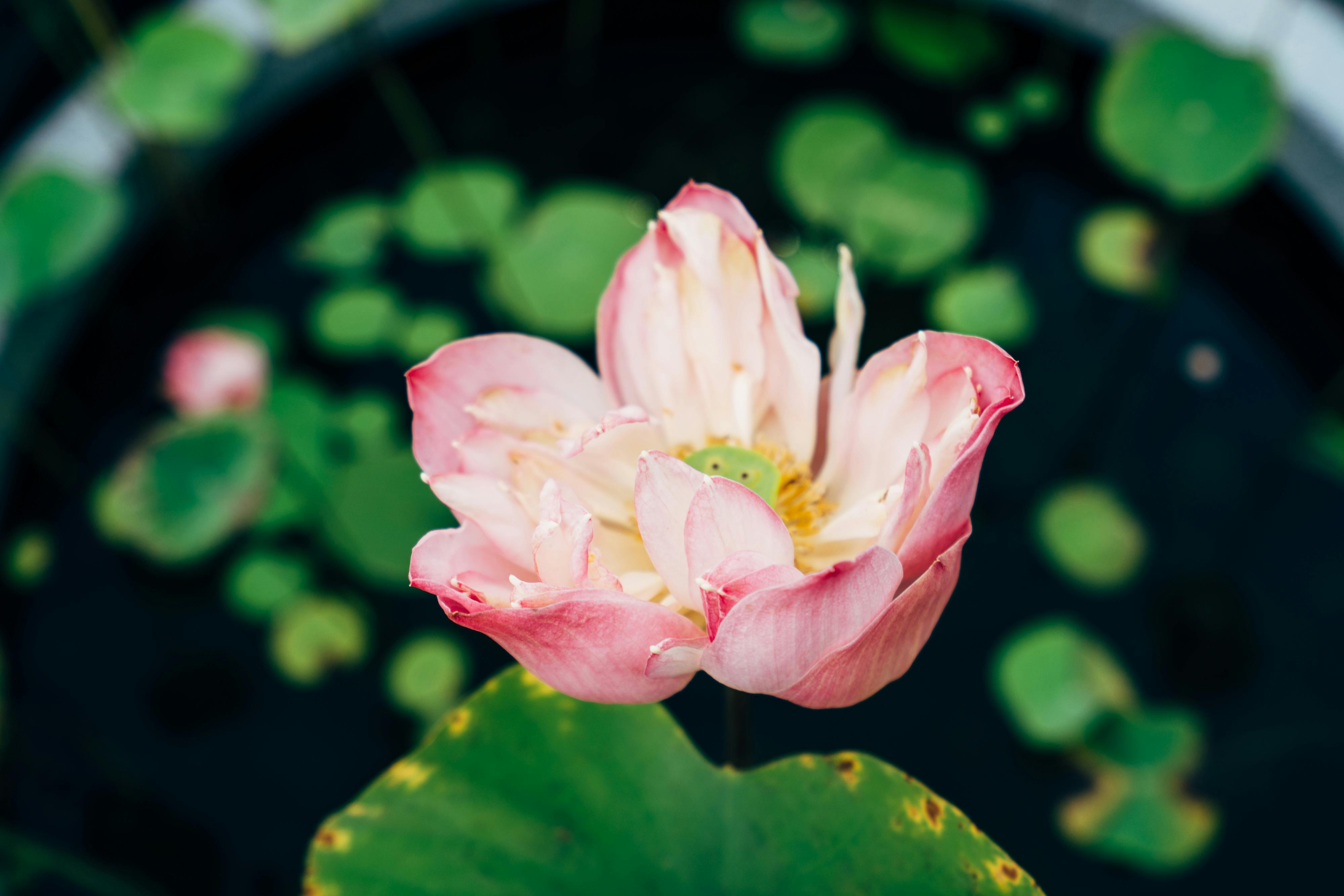 Fotos de Petalos Rosa, +86.000 Fotos de stock gratuitas de gran calidad