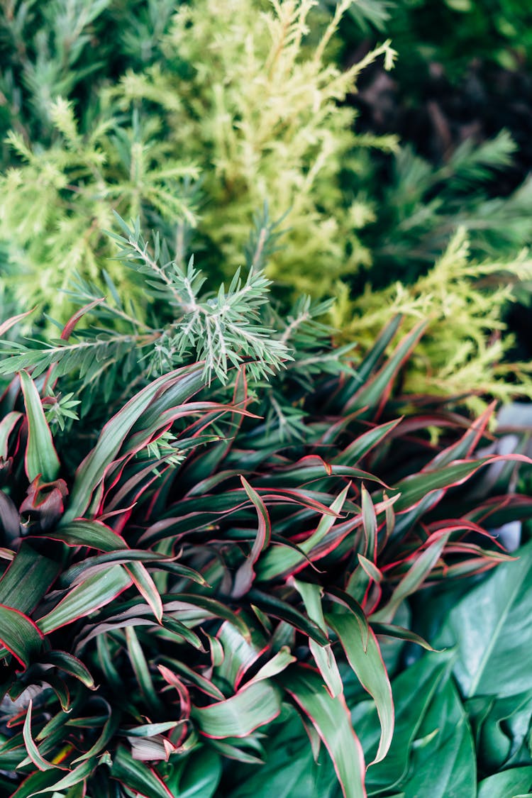 Healthy Green Plants On The Garden