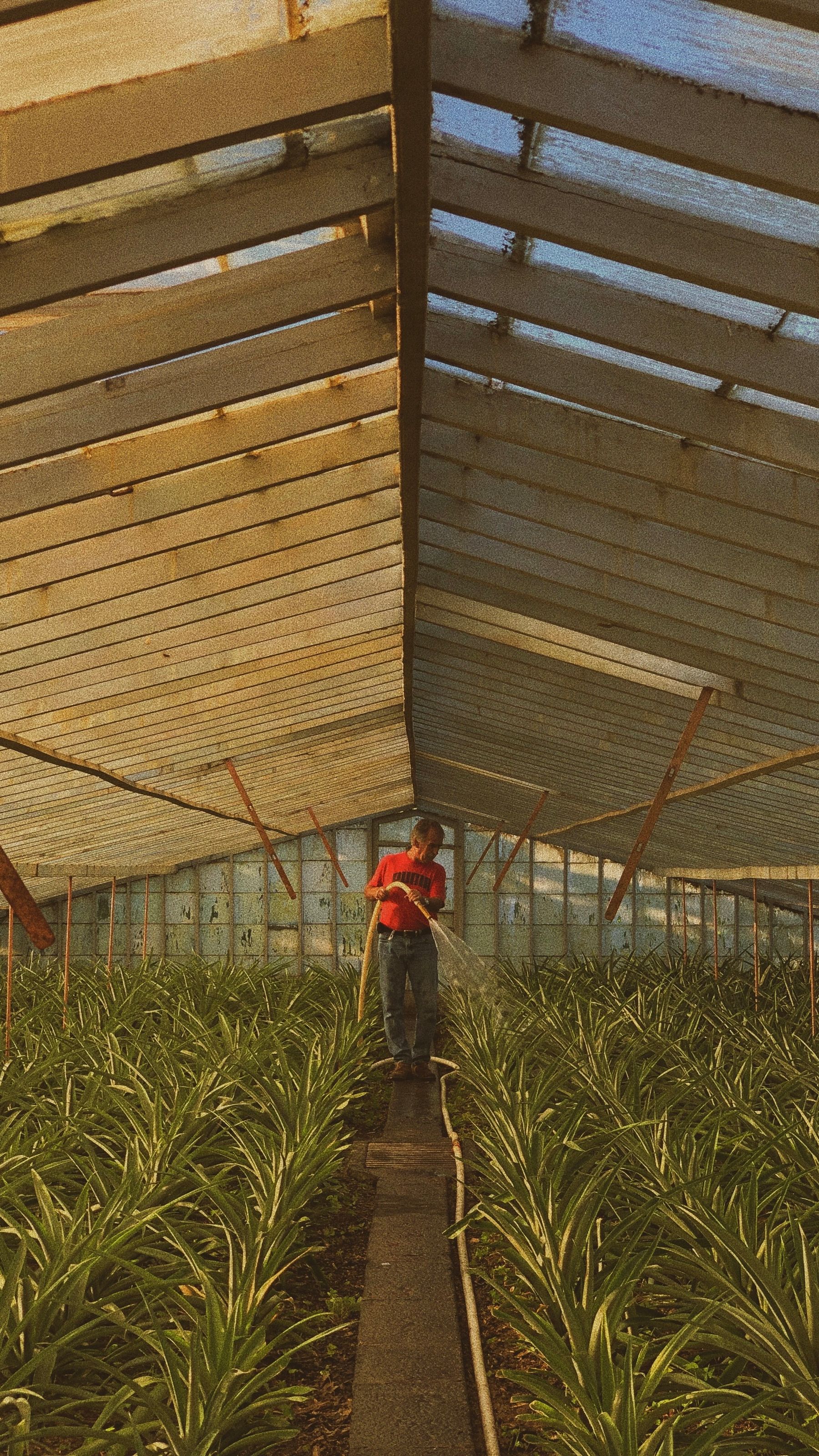 Grower caring for crops inside a greenhouse