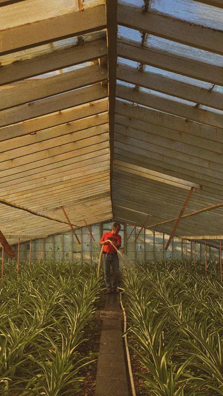 A Man Watering Green Plants In A Greenhouse