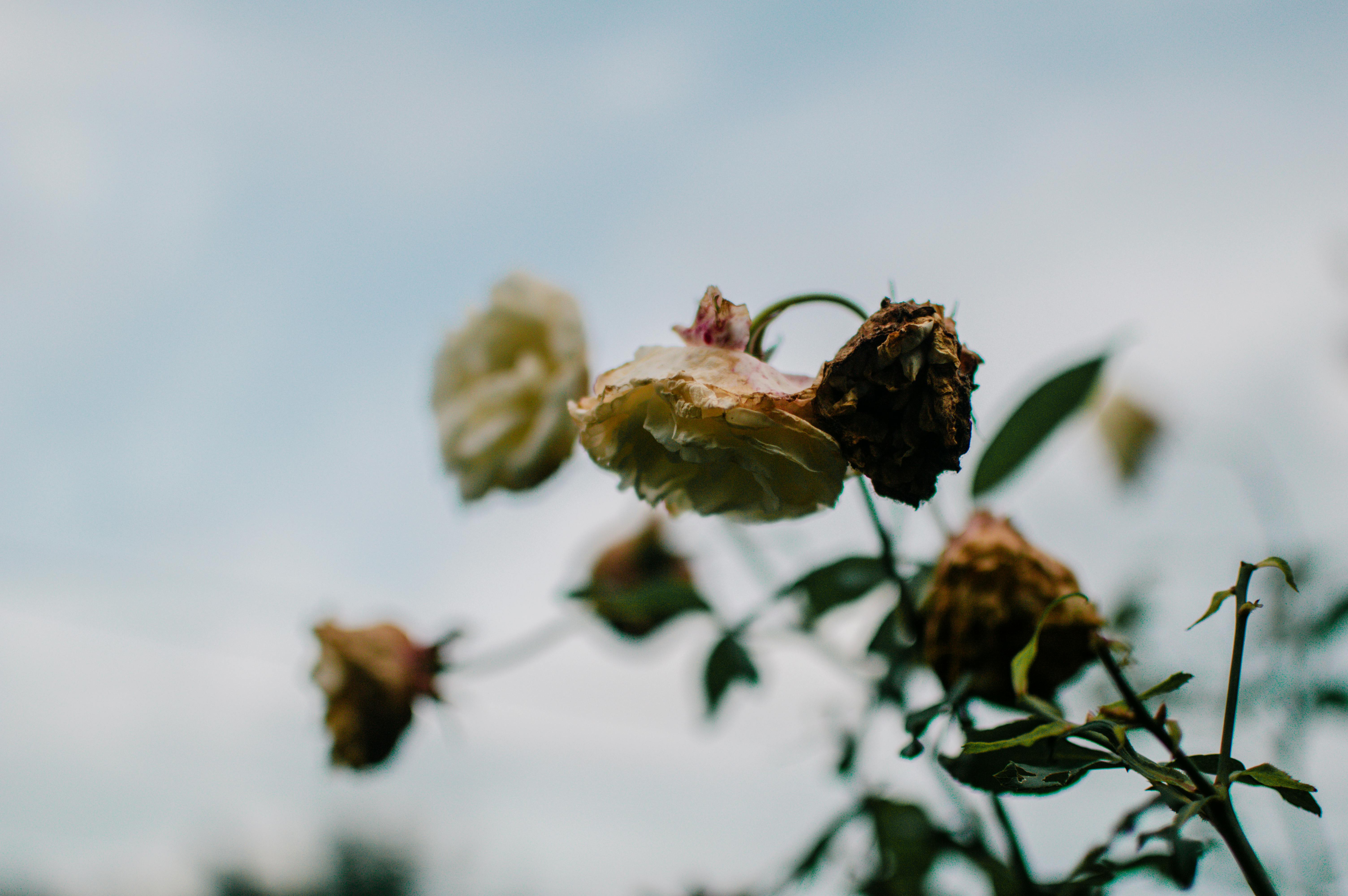 Close Up Photo of Dried Flowers · Free Stock Photo