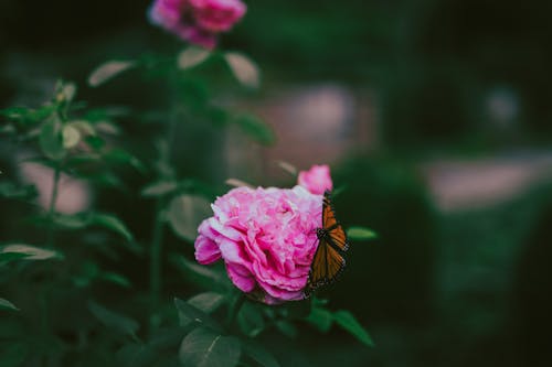 帝王蝶, 棲息, 植物群 的 免费素材图片