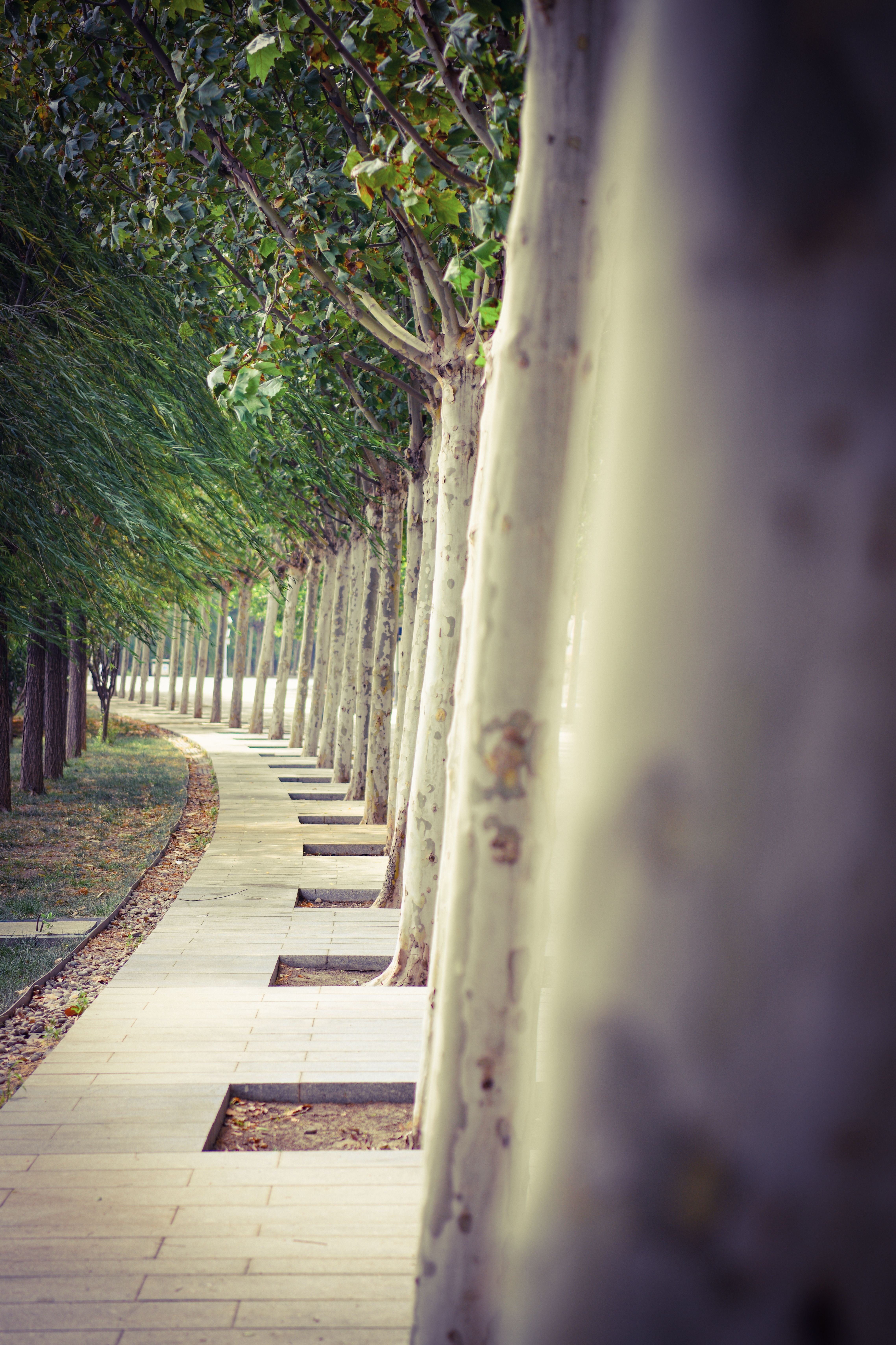 Line of Trees in a Park · Free Stock Photo