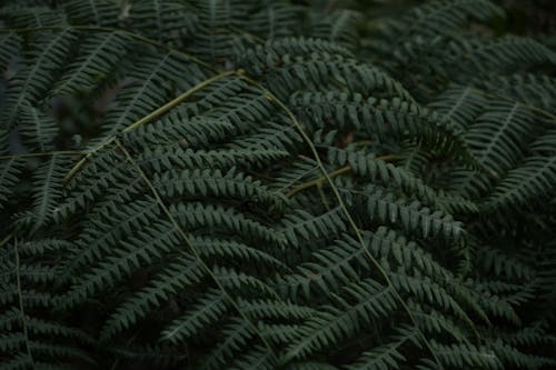 Close-Up Shot of Green Fern Leaves