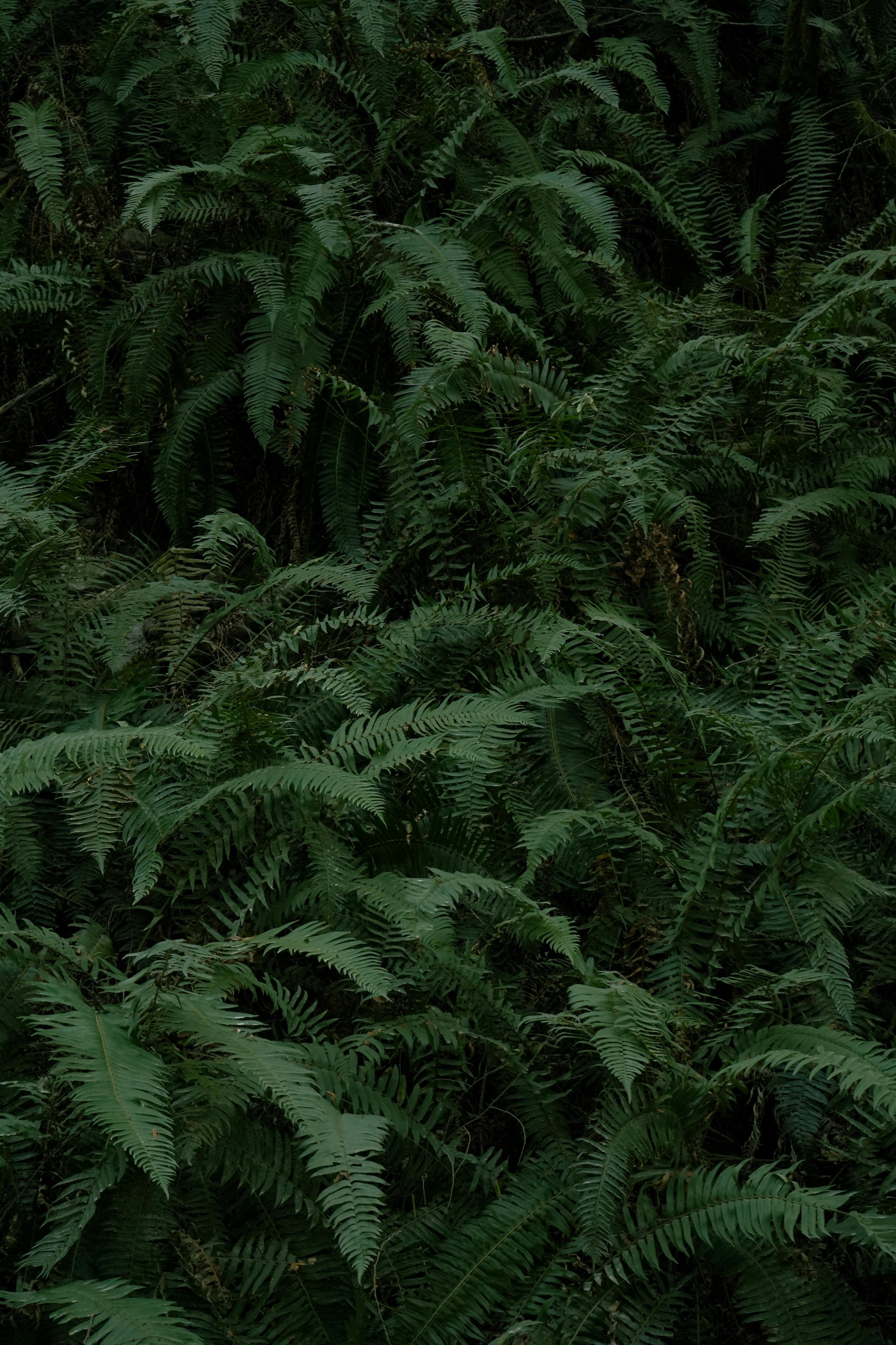 Gratis Fotos de stock gratuitas de al aire libre, belleza natural, bosque Foto de stock