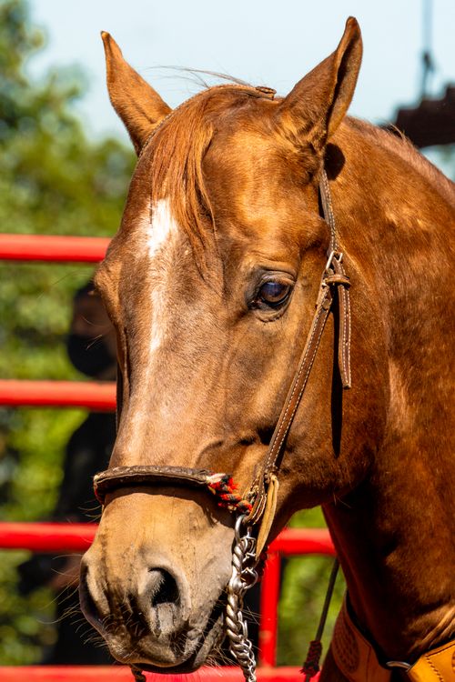 Free Detailed close-up of a brown horse with bridle in Mexico City sunlight. Stock Photo