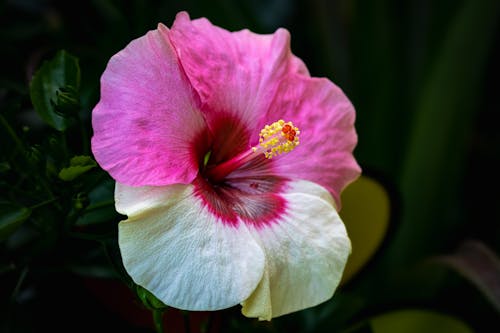คลังภาพถ่ายฟรี ของ ความงามในธรรมชาติ, ชบา, ดอกไม้ที่มีสีสัน