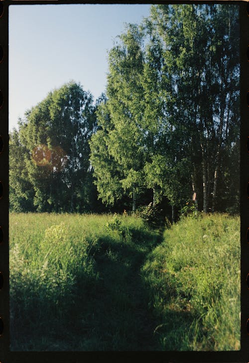 상록수, 수직 쐈어, 숲의 무료 스톡 사진