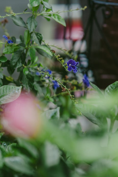 Gratis Foto stok gratis berbunga, bunga-bunga, Daun-daun Foto Stok