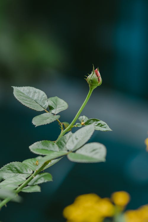 Close-Up Shot of a Rose Bud