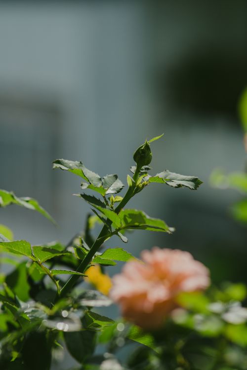Free Macro shot of a rose plant with a focus on bud and light pink bloom, blurred background. Stock Photo