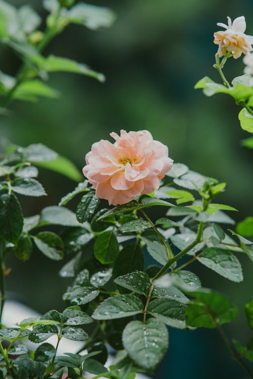 Rose in Full Bloom