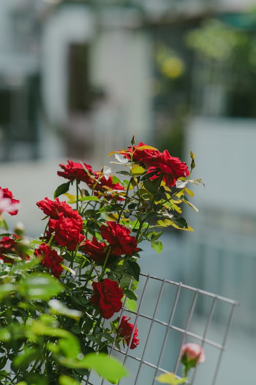 Základová fotografie zdarma na téma červené kytky, červené růže, detail