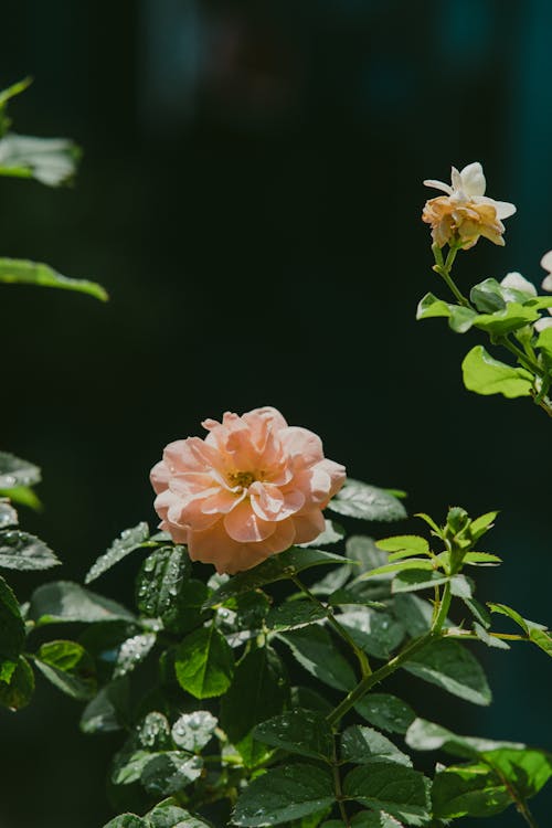 Darmowe zdjęcie z galerii z fotografia kwiatowa, krople deszczu, krople rosy