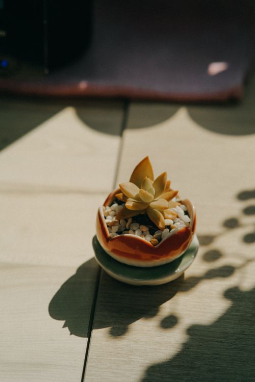 Free A chic succulent in a ceramic pot casting a soft shadow on a wooden surface. Stock Photo