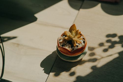 Free A tranquil overhead view of a succulent plant in a stylish ceramic pot with pebbles, casting soft shadows. Stock Photo