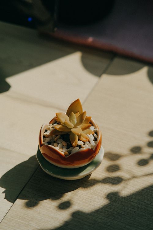 Free A small potted succulent casting shadows on a wooden surface in soft natural light. Stock Photo