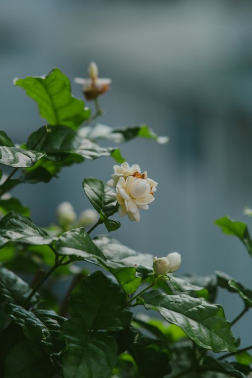 Free Detailed close-up of delicate white jasmine flowers in a natural setting. Stock Photo