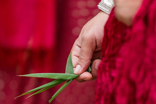 Close-Up Shot of a Person Holding Green Leaves