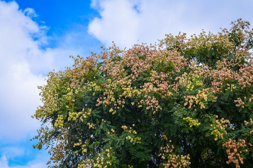 Gratis stockfoto met bewolkte lucht, bloemen, boom