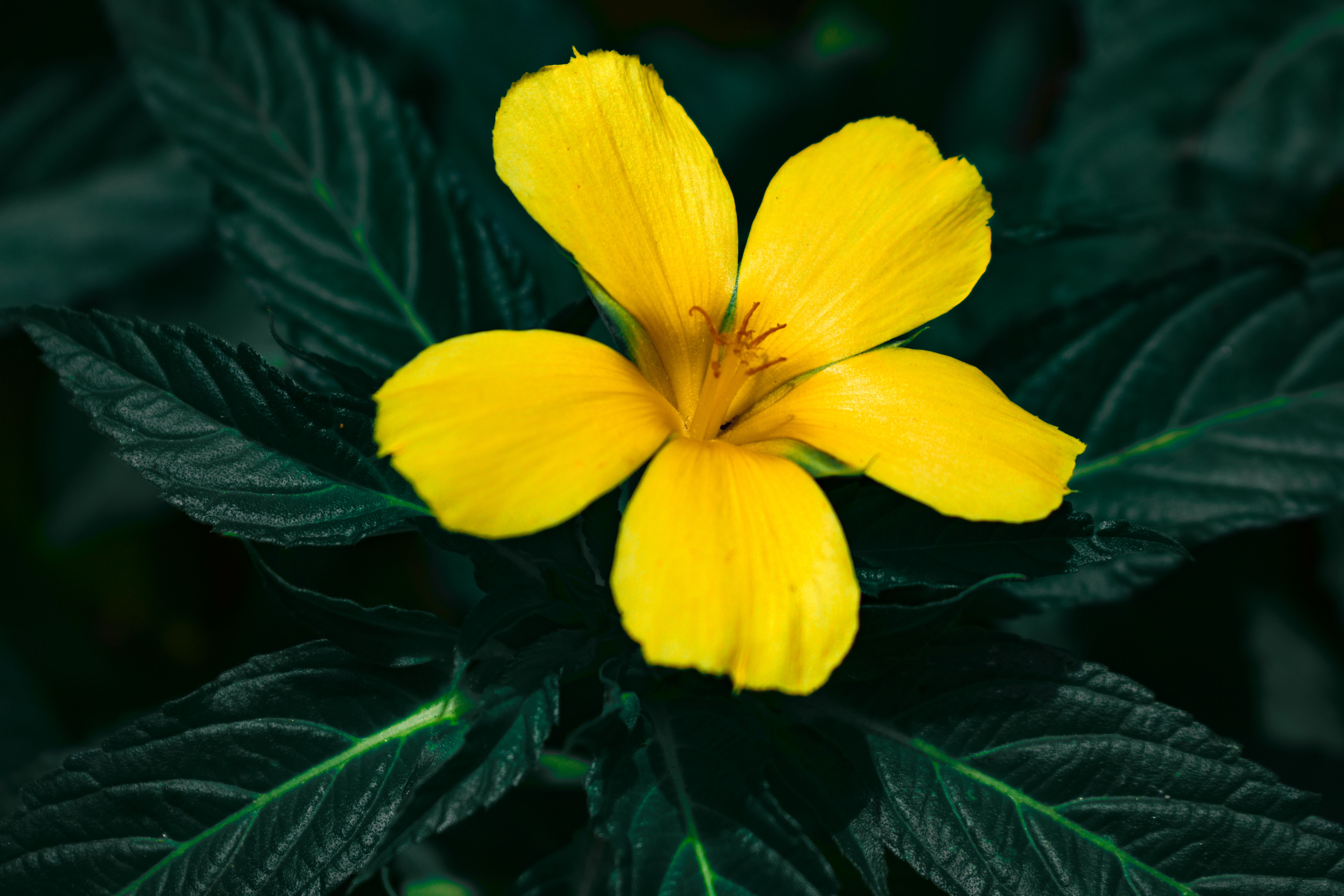 Damiana Leaf Botanical Photo
