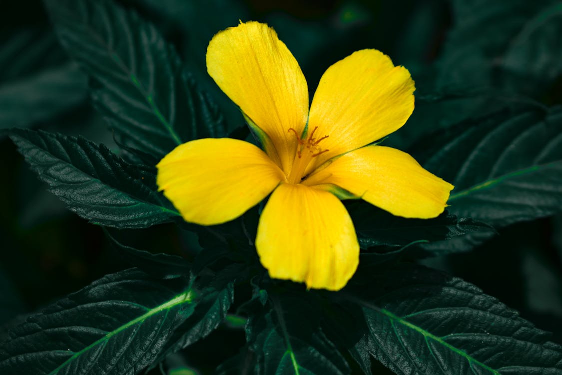 Ilmainen kuvapankkikuva tunnisteilla damiana, kasvikunta, keltainen kukka
