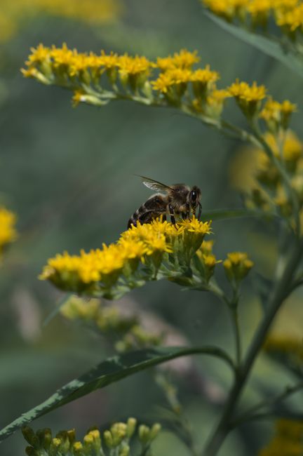 Close-up of a honey bee on yellow flowers in a sunny setting. Ideal for nature themes.