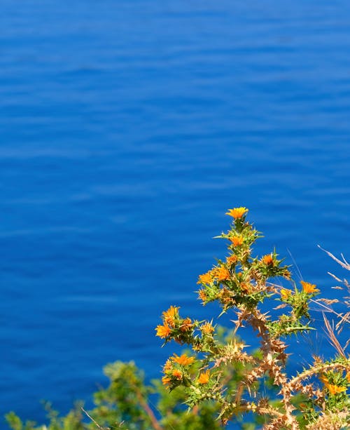 Foto profissional grátis de flores, folhas, fundo azul