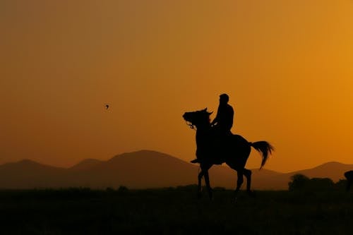Безкоштовне стокове фото на тему «верхова їзда, їзда, кінь»