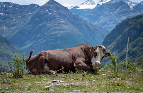 Cattle Lying on Mountain Top