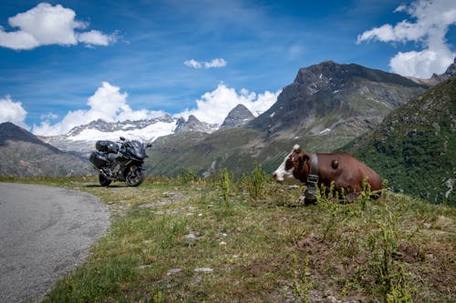 Free Cow Resting on the Ground near a Parked Motorcycle  Stock Photo