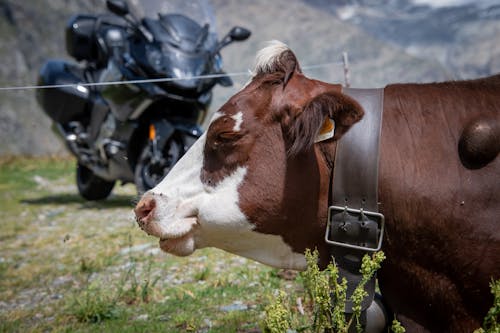 Close-up of a Cow on a Pasture and a Black Motorcycle in the Background 