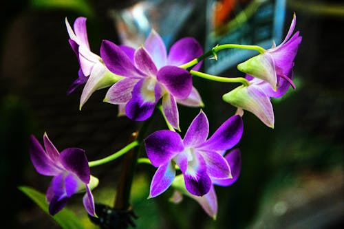 Základová fotografie zdarma na téma orchideje
