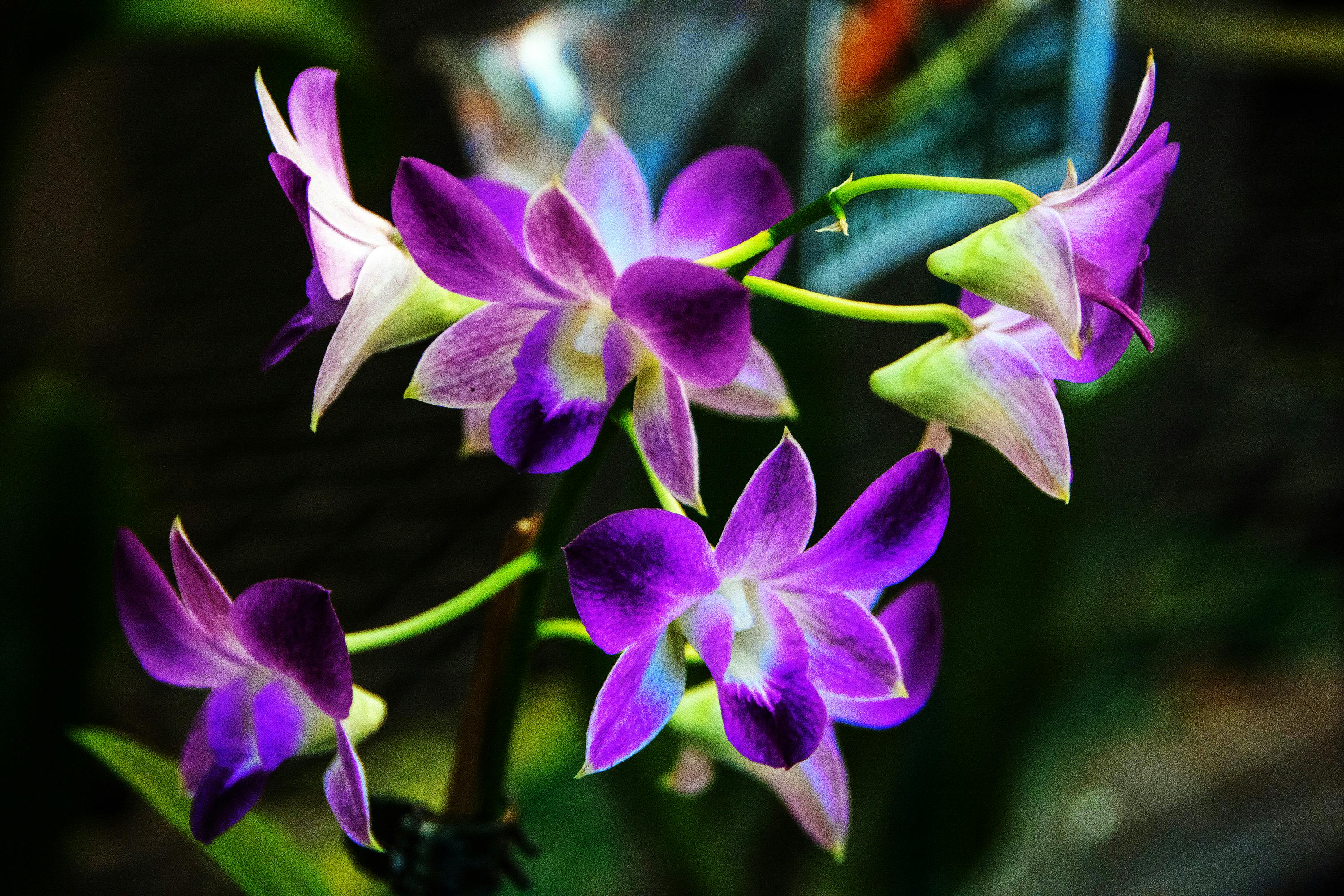 Free stock photo of orchids