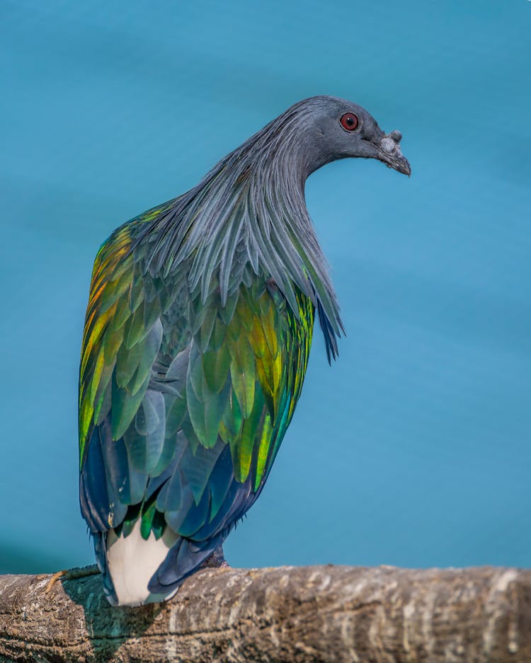 Close Up Photo Of A Blue Pigeon