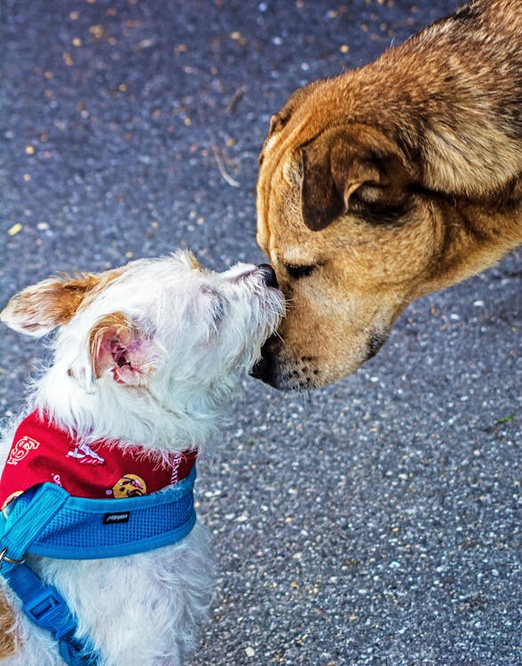 Close-Up Photography of Two Dogs