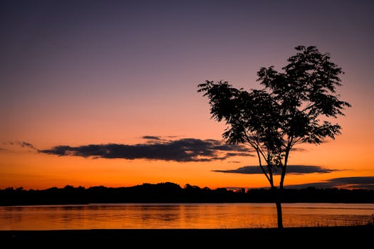 Peaceful sunrise scene with tree silhouette over a tranquil lake, capturing nature's beauty.