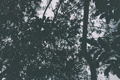 그레이스케일, 나무, 나뭇잎의 무료 스톡 사진