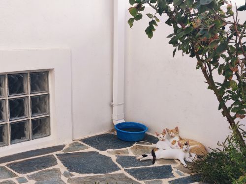 Free stock photo of andros, cats, greece Stock Photo